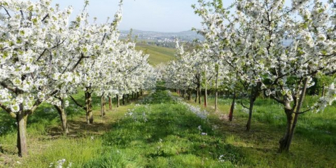 Jaké ovocné stromy, které mají být na pozemku - druhy a charakteristiky